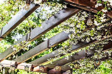 Plantes grimpantes pour pergola